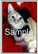 CATN07.jpg